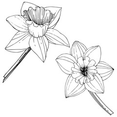 Vector Narcissus. Floral botanical flower. Black and white engraved ink art. Isolated narcissus illustration element.