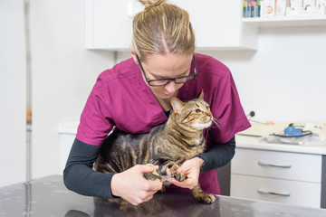 Veterinarian doctor trimming the nails of a cute cat - obrazy, fototapety, plakaty