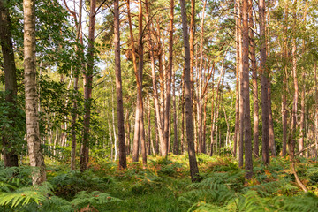 Herbstlicher Mischwald auf dem Darß