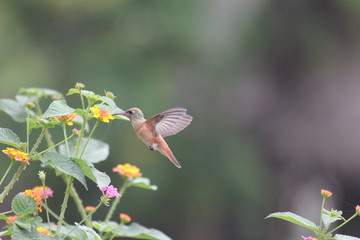 Fotos de aves varias naturaleza 