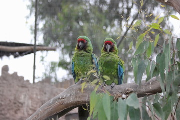 Fotos de aves varias naturaleza 