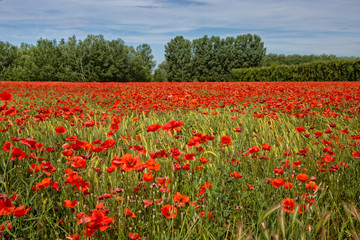 Poppies in a summer cornfield. Wheat field with poppies near Maubec, Provence, Luberon, Vaucluse, France
