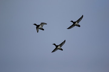 Fotos de aves varias naturaleza 