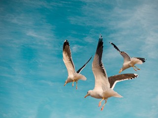 pelicans in flight