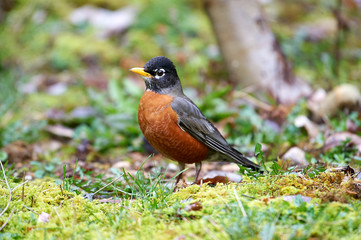 American Robin (Turdus migratorius) ( looking for food in grass) Gabriola, British Columbia, Canada Photo: Peter Llewellyn