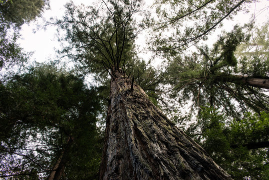 Redwood Forest, California