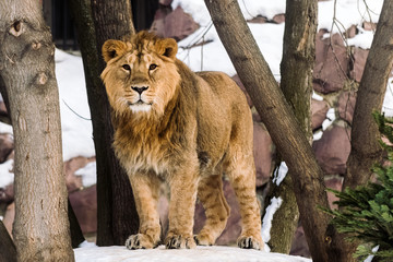 Young Lion hunting in the morning snow