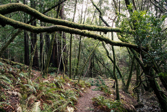 Redwood Forest, California