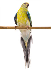 parrot female (haematonotus psephotus) isolated