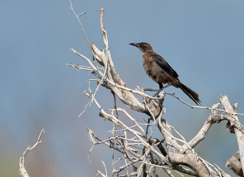 Great-tailed Grackel (Quiscalus mexicanus) female perched in tree Lake Chapala, Ajijic, Jalisco, Mexico.
