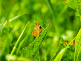 Large Skipper butterfly (Ochlodes venata) resting
