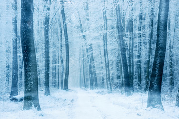 Winter Landscape, Footpath through Beech Tree Forest with drifting snow