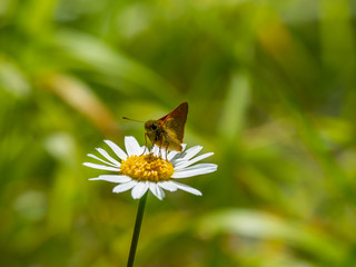Large Skipper butterfly (Ochlodes venata) resting