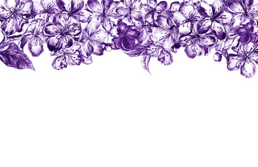 Hand drawn charcoal pencil edging violet flowers of the pulm blossoms and leaves, petals and buds in vintage style on a white background. Horizontal illustration