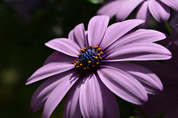 Fototapeta premium margherita purple