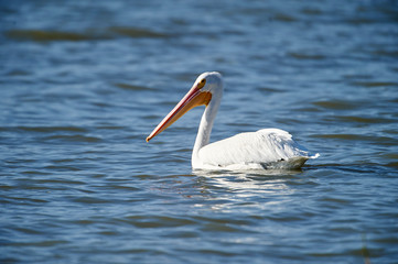American White Pelican (Pelecanus erythrorhynchos)  swmming in Lake Chapala, Ajijic, Jalisco, Mexico