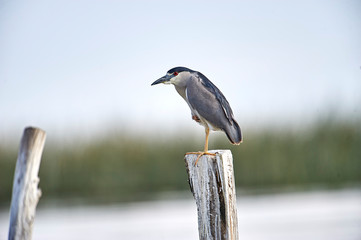 Obraz premium Black-crowned night heron (Nycticorax nycticorax) perched on a post in Lake Chapala - Ajijic, Jalisco, Mexico