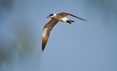 Caspian tern (Hydroprogne caspia) in flight above Lake Chapala - Ajijic, Jalisco, Mexico