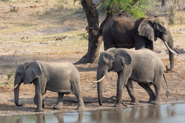 Elephants at a waterhole