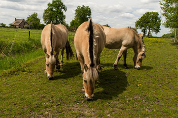 Naklejka na ściany i meble Fjord horses in the meadow