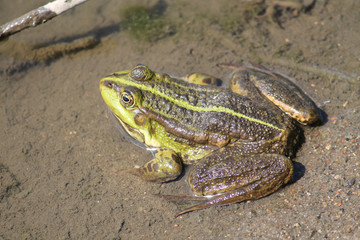 Adult Marsh frog or Pelophylax ridibundus