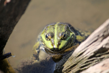 Adult Marsh frog or Pelophylax ridibundus in water