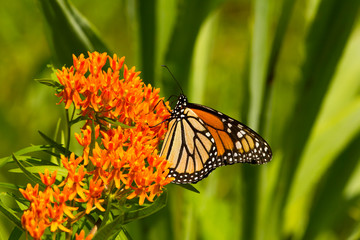 A brilliant, orange Monarch 