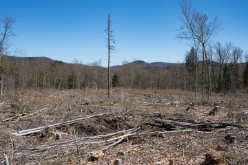 An area of clearcut logging in the Adirondack Mountains.