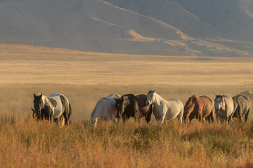 Herd of Wild Horses Running Across the Utah Desert