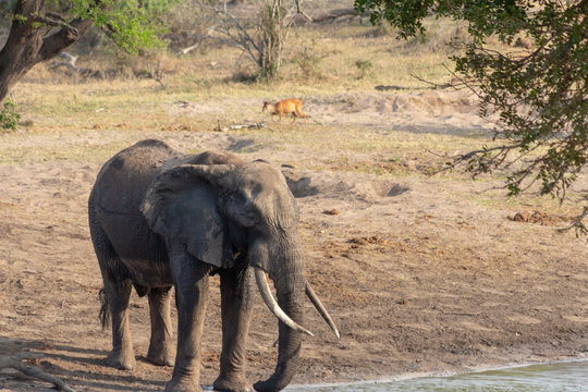 African elephant with red duiker