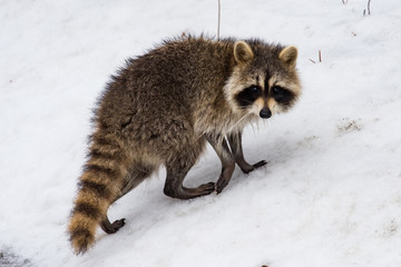 A raccoon walking in the snow. © Dave