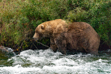 Big Brown bear walking though the water