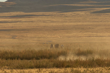 Herd of Wild Horses Running Across the Utah Desert