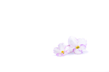 Two flowers of Saintpaulia isolated on white background