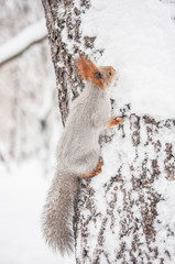 Forest squirrel sitting on a tree trunk with snow flakes