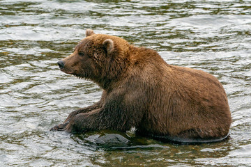 Obraz na płótnie Canvas Brown Bear looking up from a rock in river