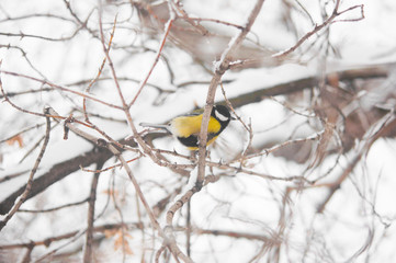 bird tit in winter in a forest park