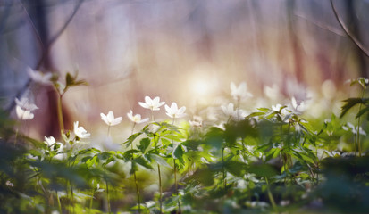 BacBackground with spring primroses - flowers of an anemony