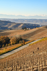 Vineyard hills of Langhe in Piedmont with narrow road and winegrower pruning the vines in autumn