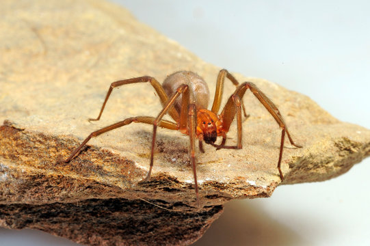 chilenische Winkelspinne (Loxosceles laeta) - Chilean recluse spider