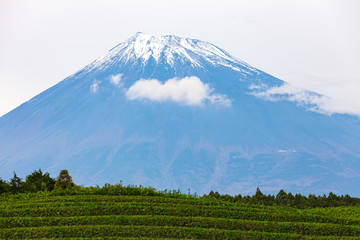 Mt Fuji at Obuchi Sasaba and landscape fresh green tea field, Shizuoka, Japan