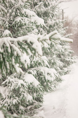 fir tree branch with snow