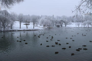 winter landscape with lake trees and snow