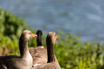 Geese on the field
