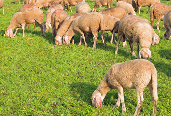 Naklejka na ściany i meble flock with sheep grazing