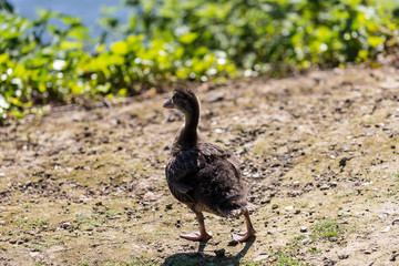 Young duck on the ground