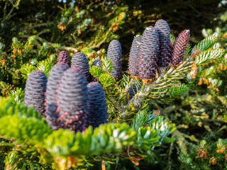 Pine cones of a Korea fir, Abies koreana