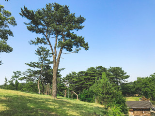 Summer green landscape in South Korea