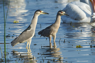 Two Black-crowned night heron (Nycticorax nycticorax) hunting along edge of Lake Chapala, Jalisco, Mexico
