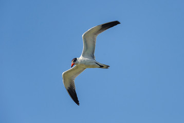 Caspian tern (Hydropogne casoia) flying above Lake Chapala, Jalisco, Mexico